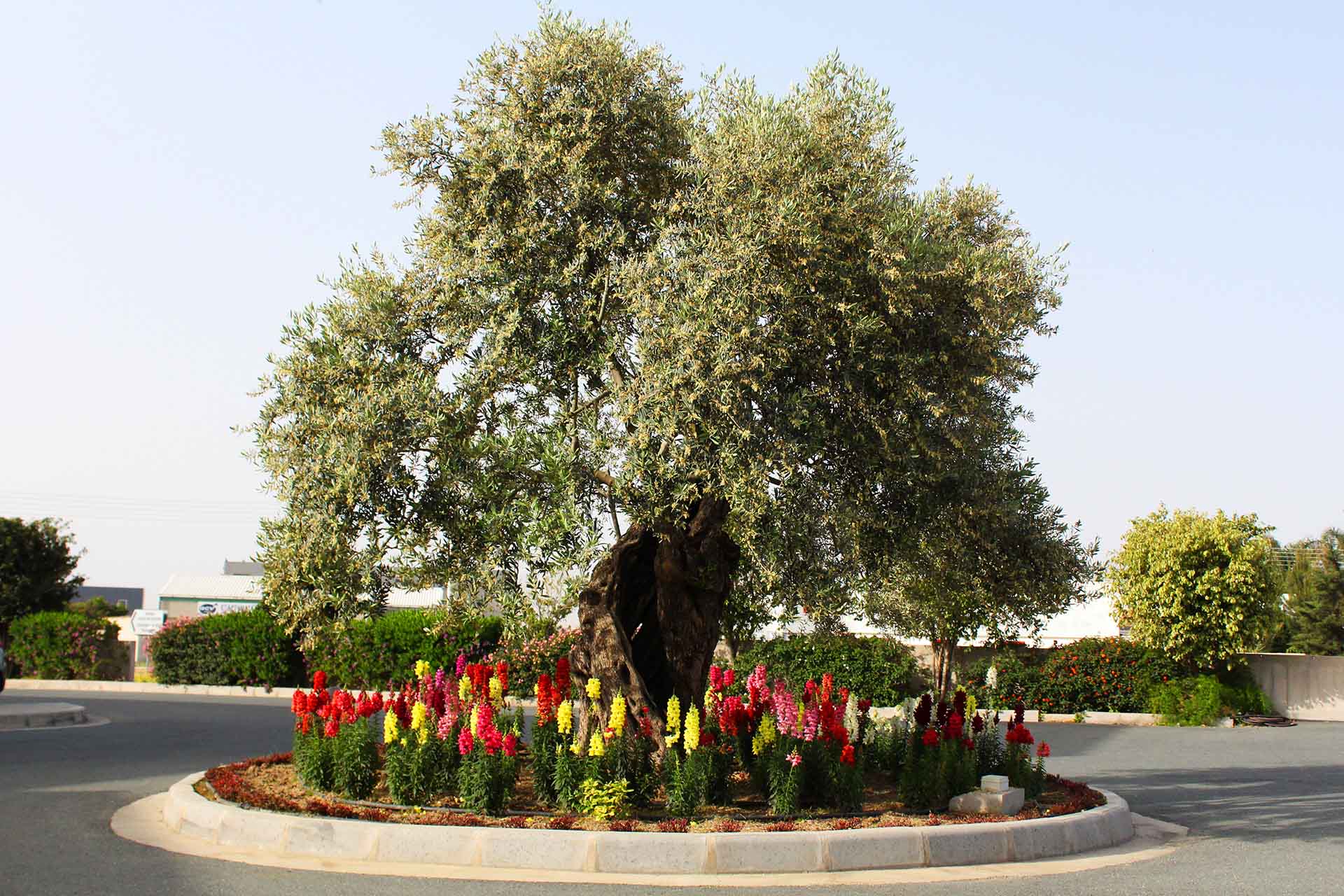 Toumazi Physio Home - Olive Tree
